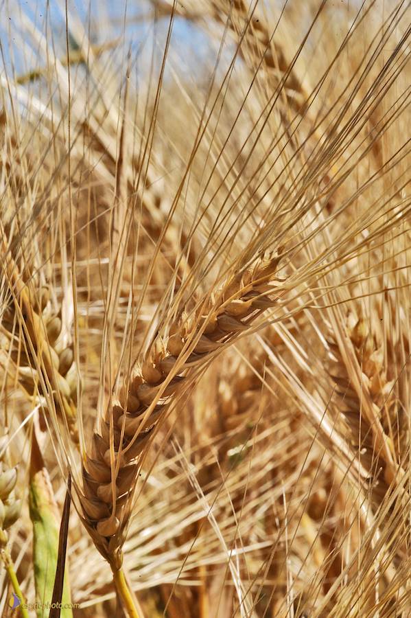 Nom de l'image : D30014314_1_(c)Norbert-JUNG — Description :